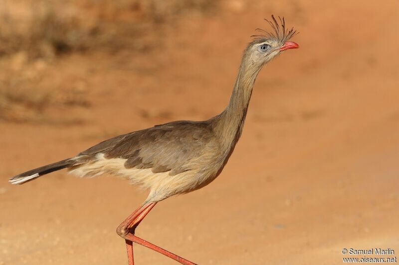 Red-legged Seriemaadult