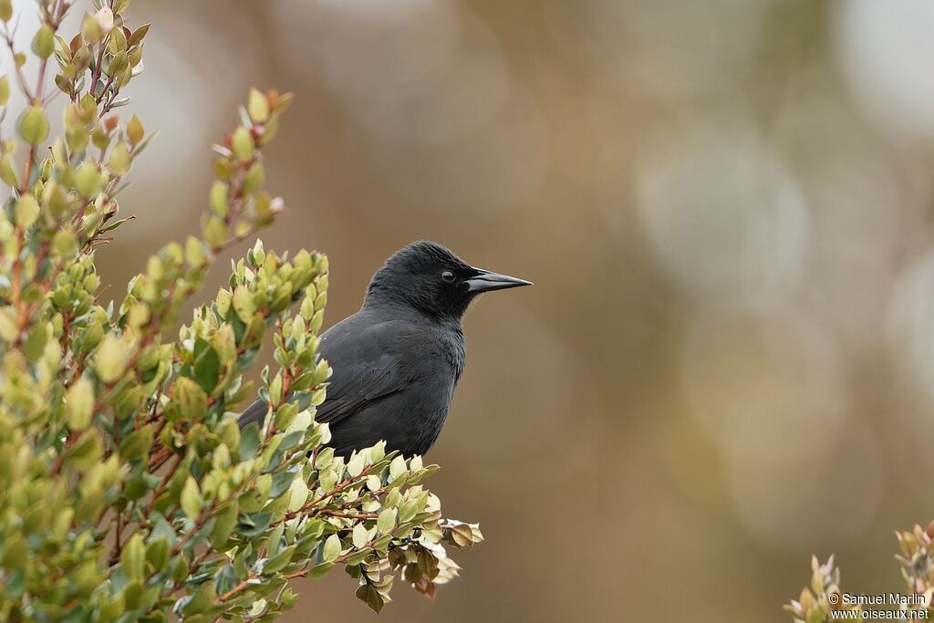 Austral Blackbird