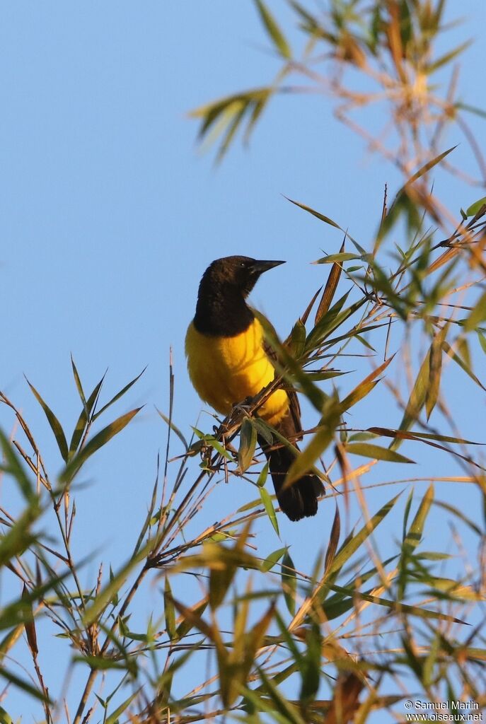 Yellow-rumped Marshbird