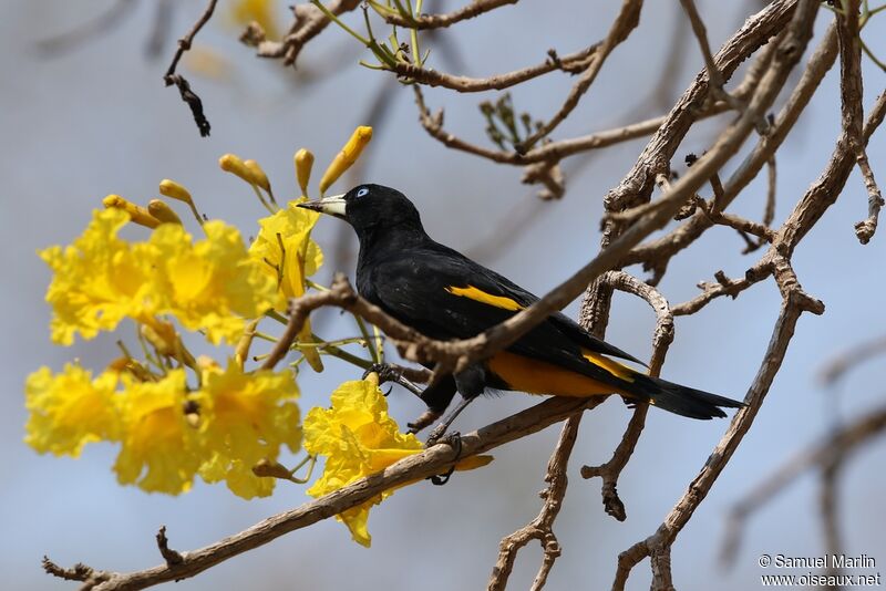 Yellow-rumped Caciqueadult