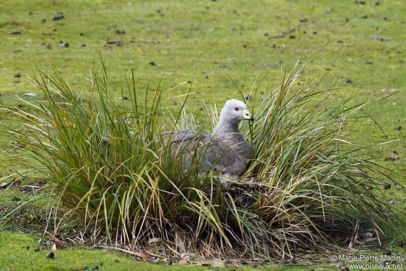 Cape Barren Gooseadult, Reproduction-nesting