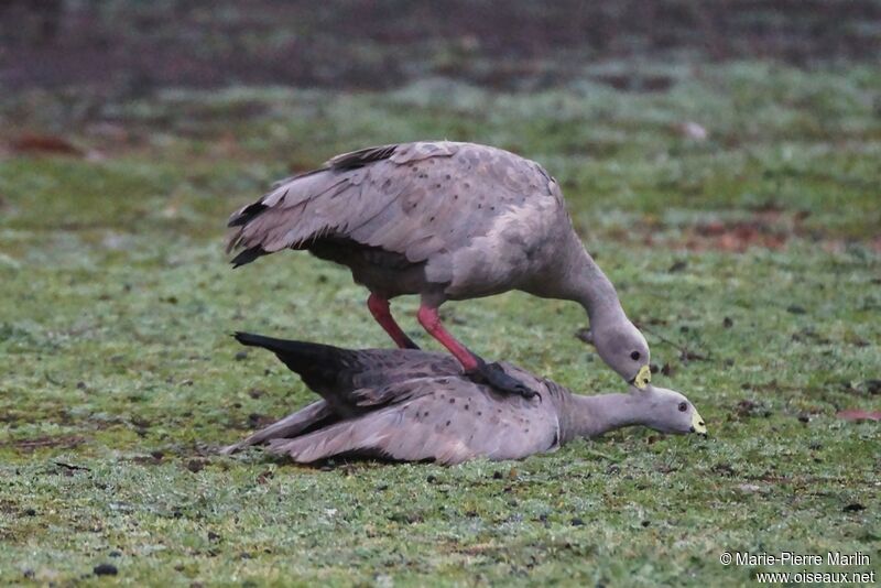 Cape Barren Gooseadult breeding, mating.