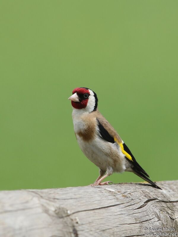 European Goldfinch male adult