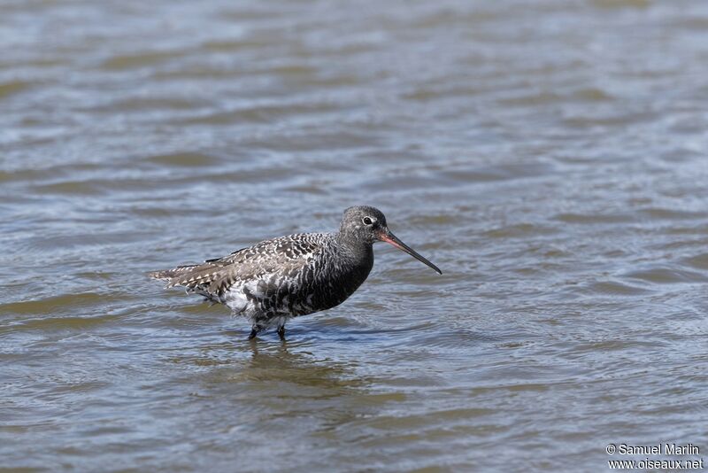 Spotted Redshank male adult breeding