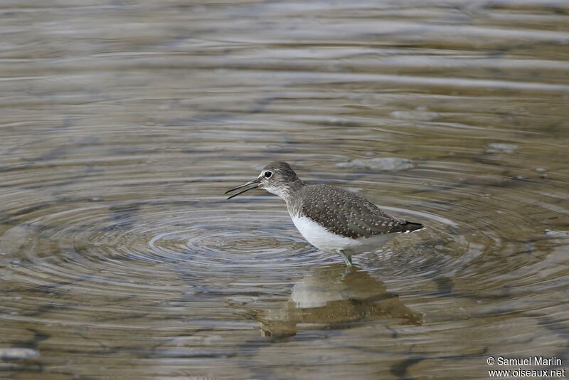 Green Sandpiperadult