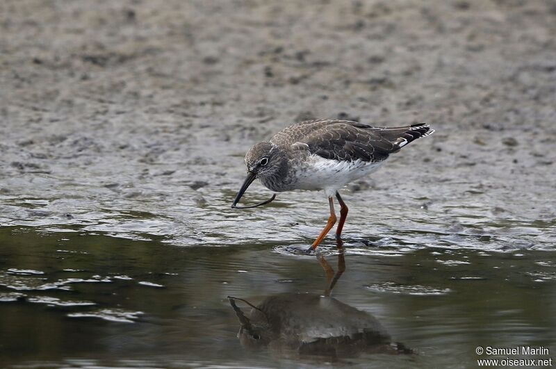 Common Redshankadult