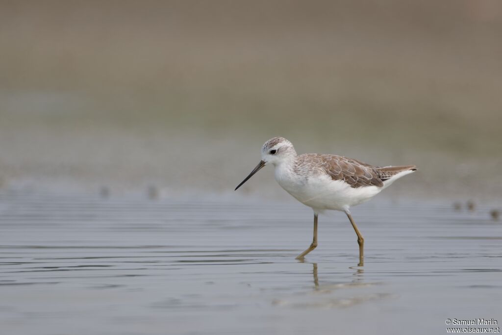 Marsh Sandpiperadult