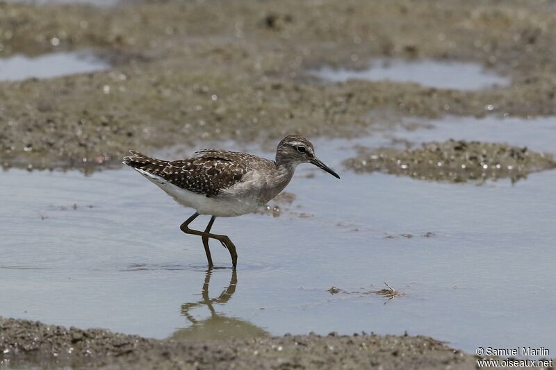 Wood Sandpiper