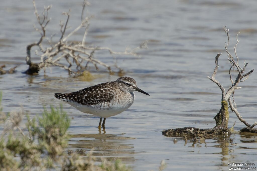 Wood Sandpiper