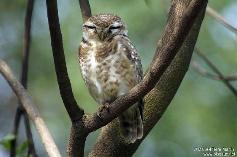 Spotted Owletadult