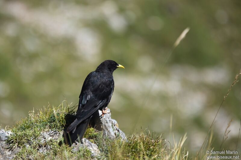 Alpine Choughadult