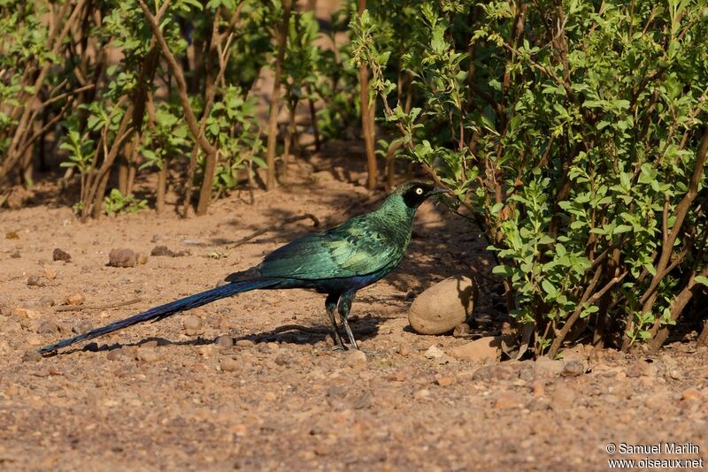 Long-tailed Glossy Starlingadult