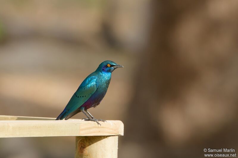 Greater Blue-eared Starlingadult