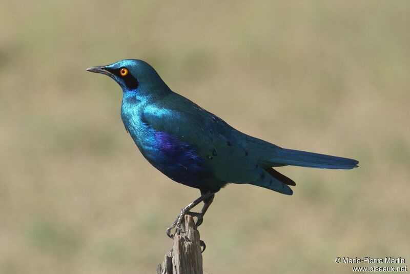 Greater Blue-eared Starlingadult