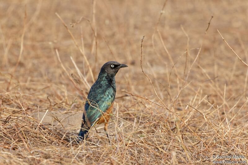 Chestnut-bellied Starlingadult