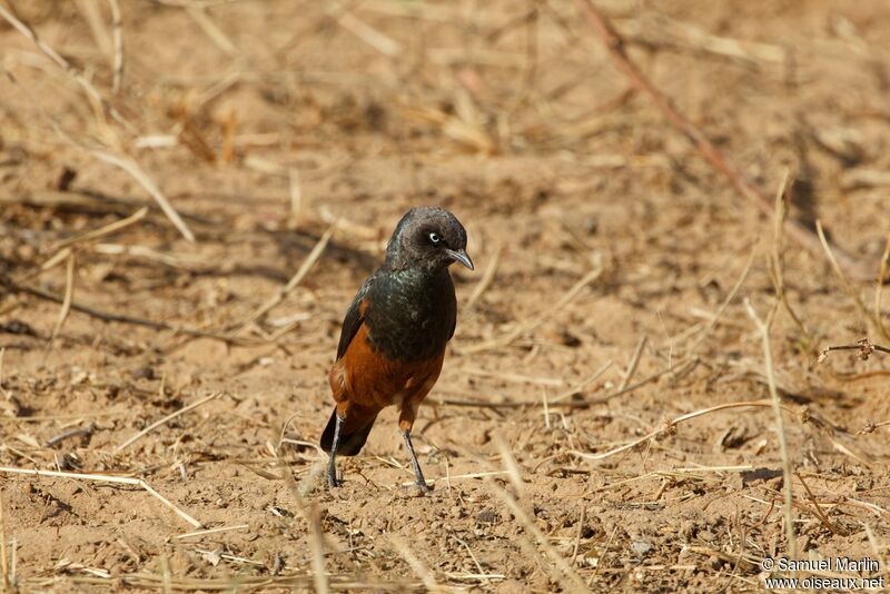 Chestnut-bellied Starlingadult