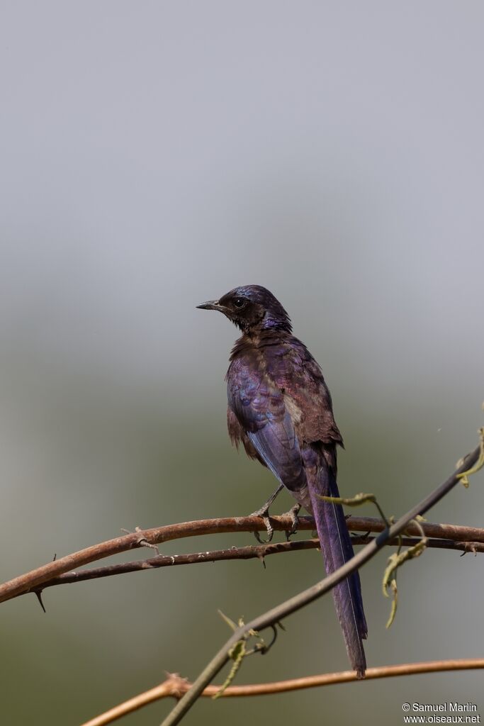 Choucador de Mevesadulte