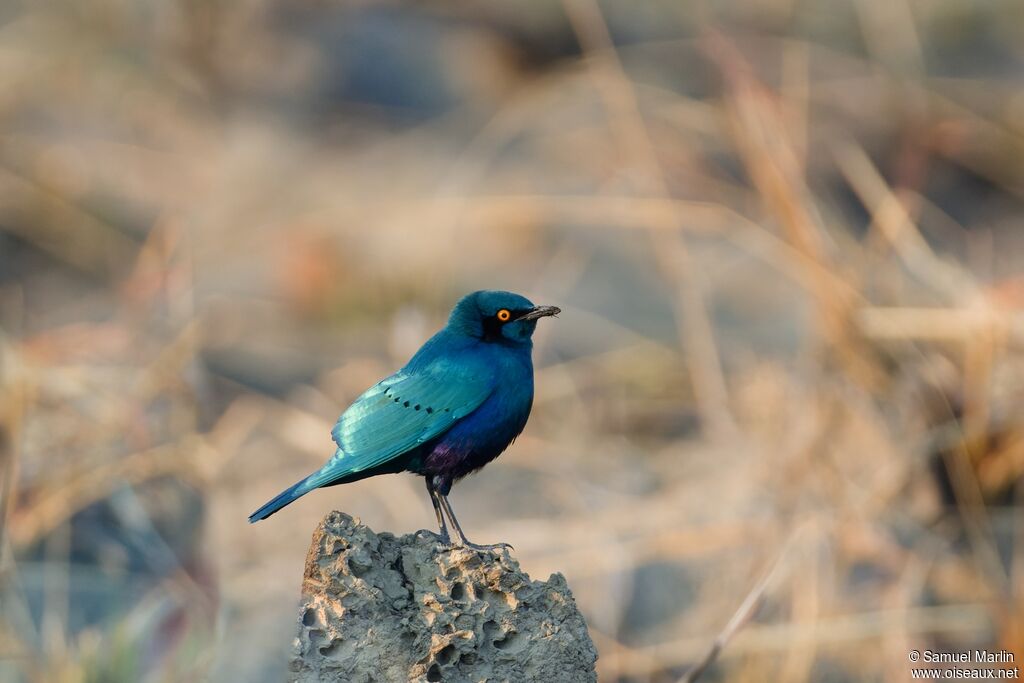 Choucador de Swainsonadulte