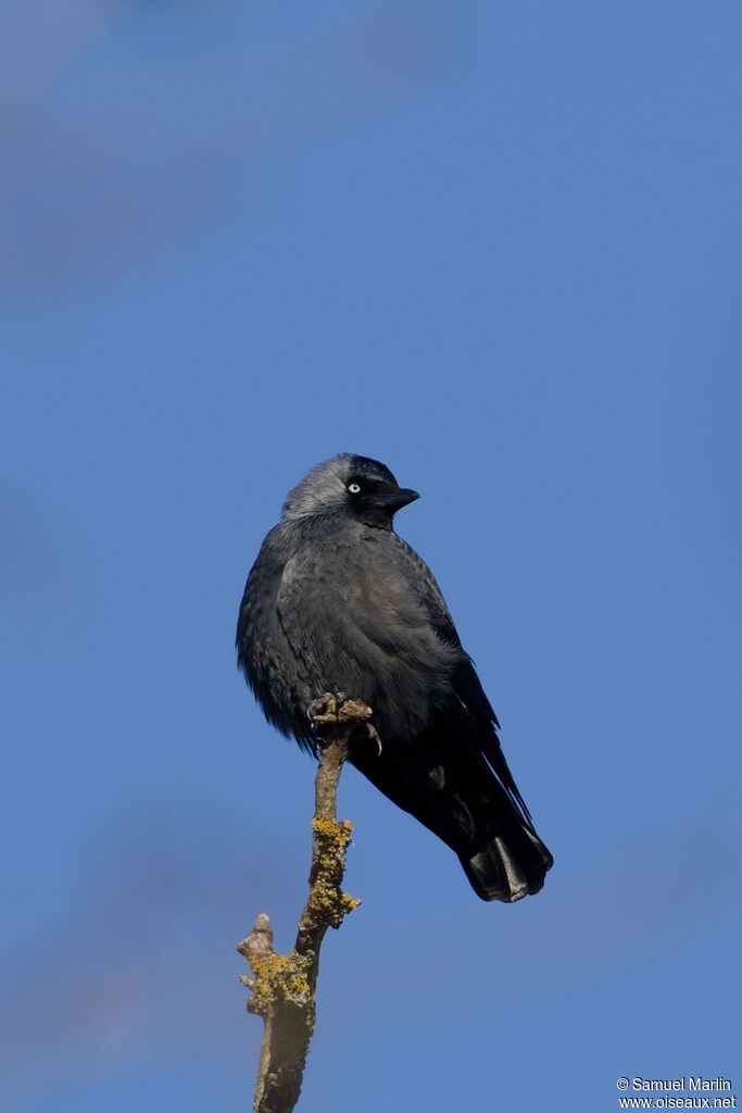 Choucas des toursadulte