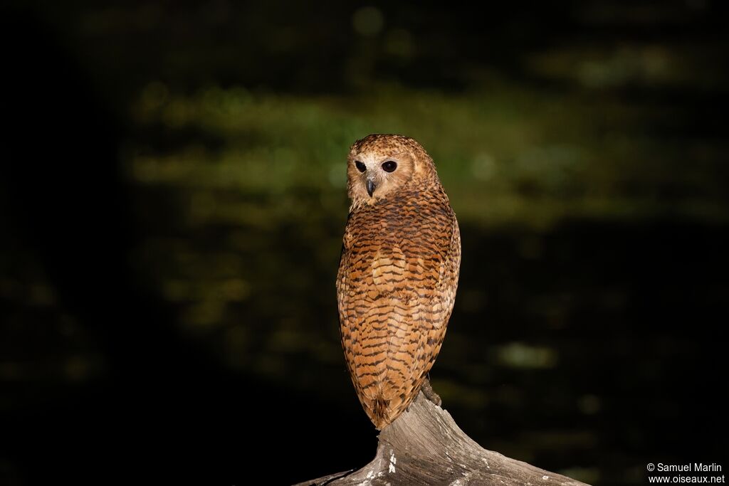 Chouette-pêcheuse de Pel