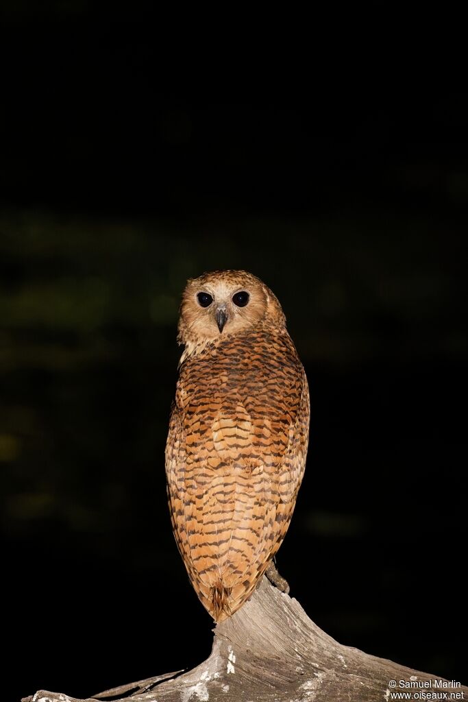 Chouette-pêcheuse de Peladulte