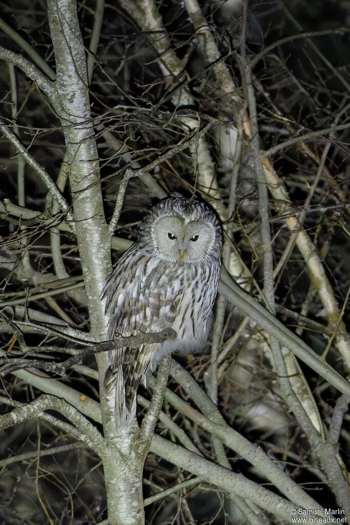 Chouette de l'Ouraladulte