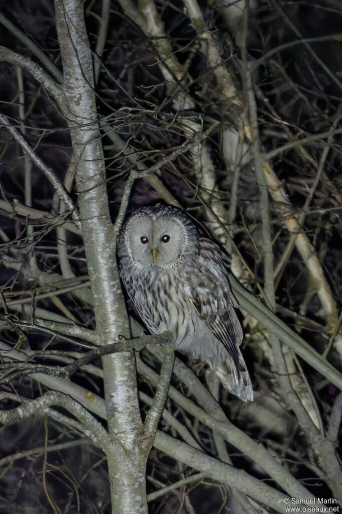 Chouette de l'Ouraladulte