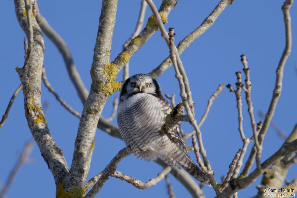 Chouette épervière - Épervière boréale<br />adulte