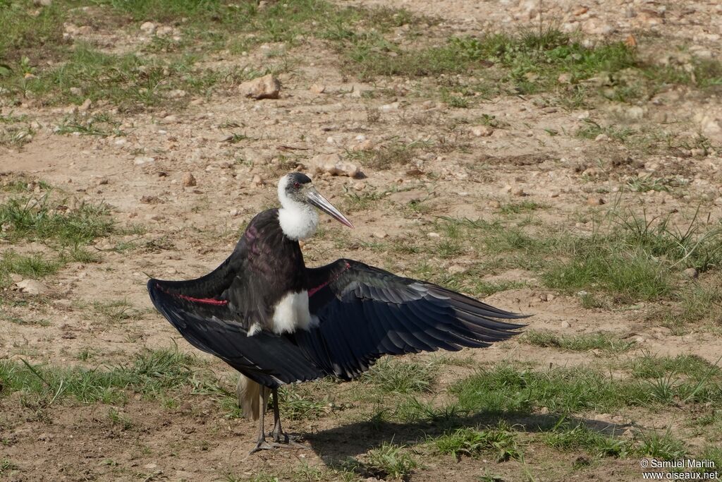African Woolly-necked Stork