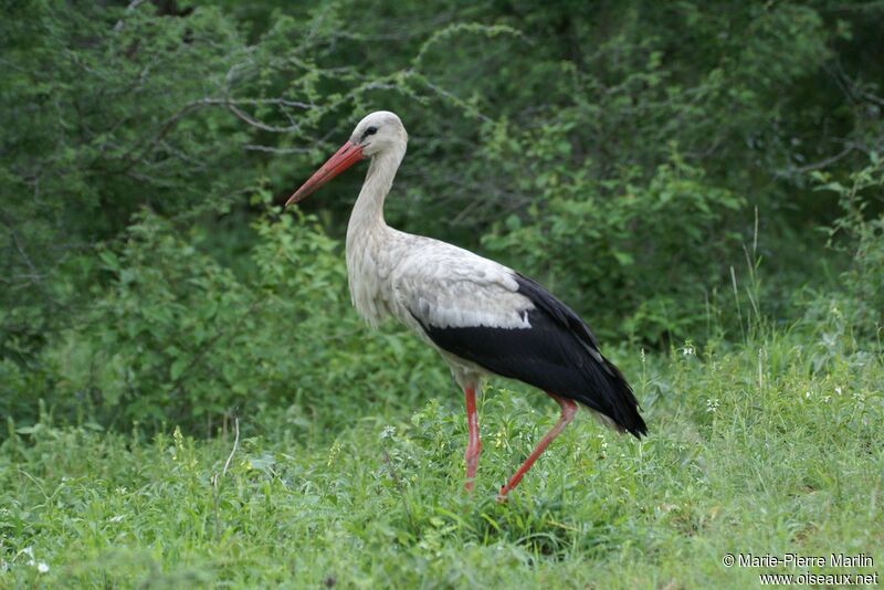 White Storkadult