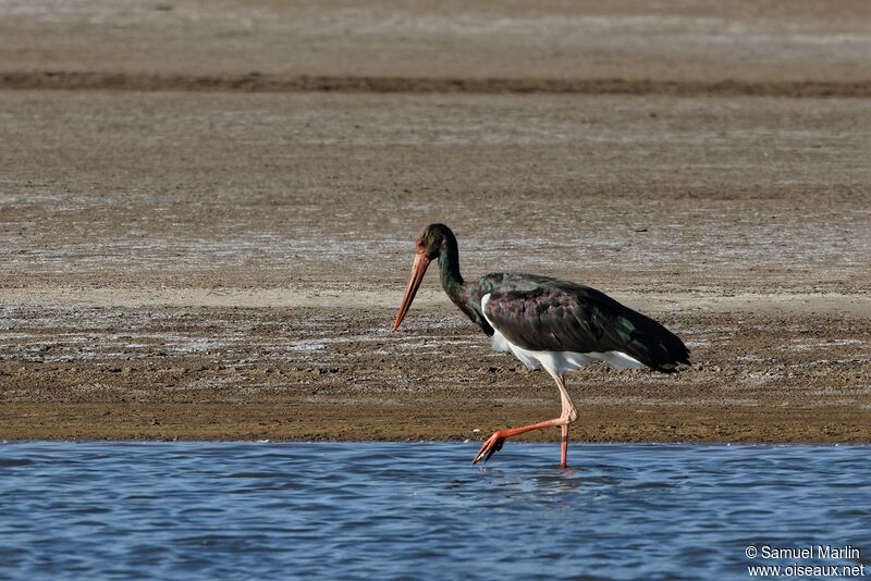 Cigogne noireadulte