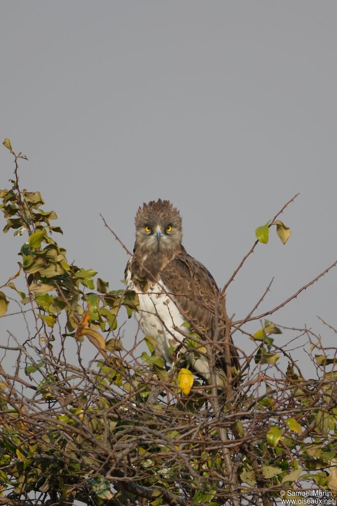 Circaète à poitrine noireadulte