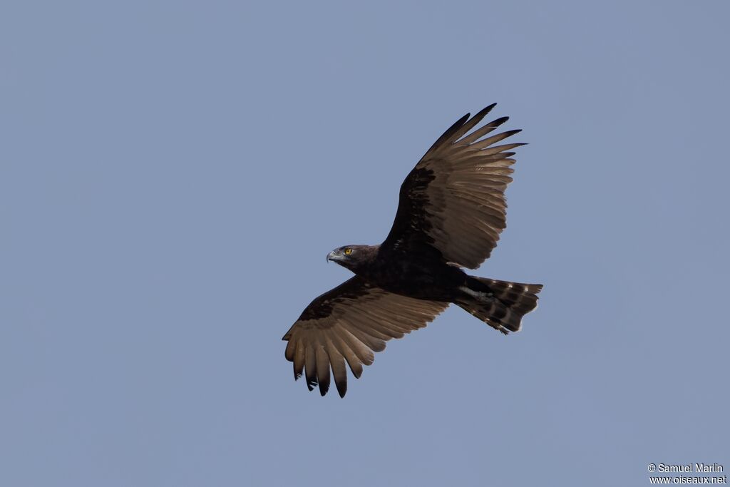 Circaète brunadulte, Vol
