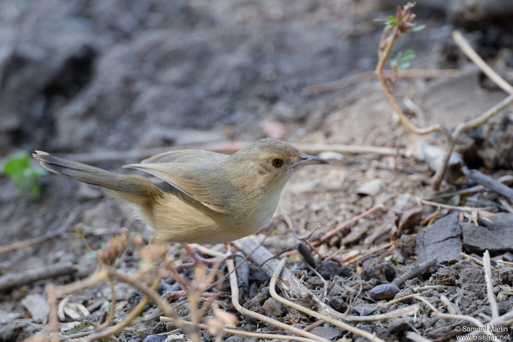 Cisticole à face rousseadulte