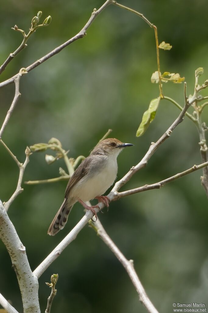 Chattering Cisticola