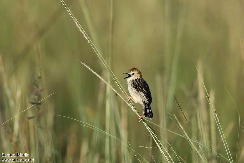 Stout Cisticola male adult, habitat, song