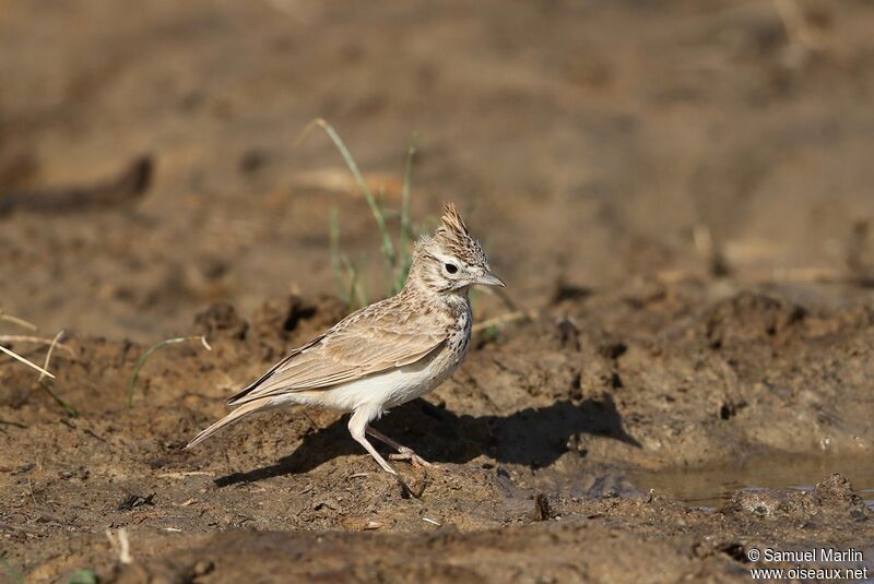 Thekla's Larkadult