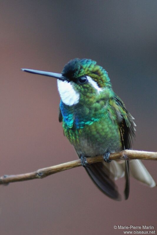 Colibri à queue grise mâle adulte