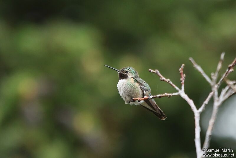 Colibri à queue large mâle adulte