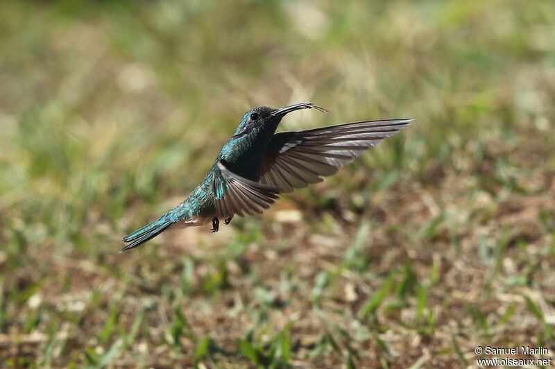 Colibri à ventre blancadulte