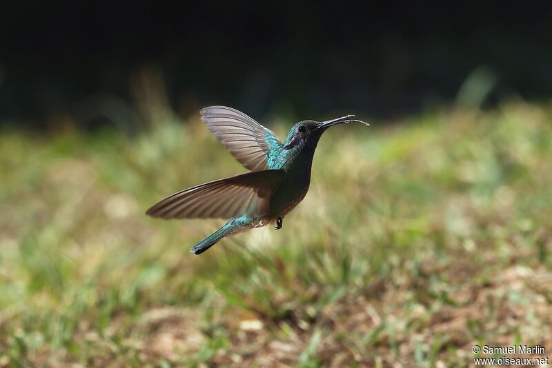 Colibri à ventre blancadulte