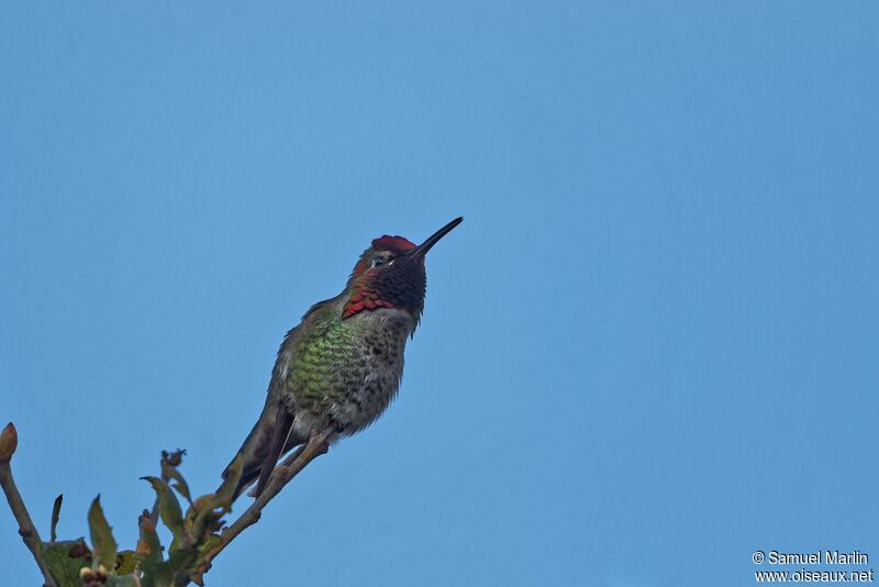 Anna's Hummingbird male adult