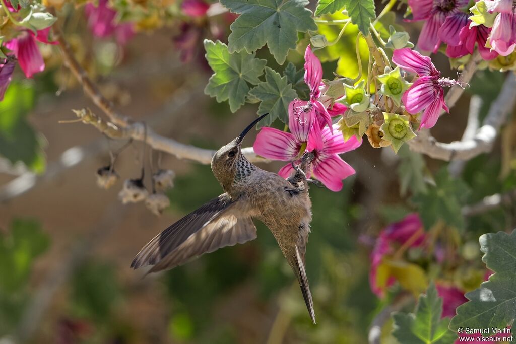 Colibri d'Estelle