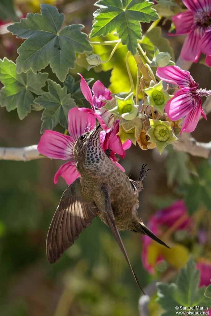Colibri d'Estelle