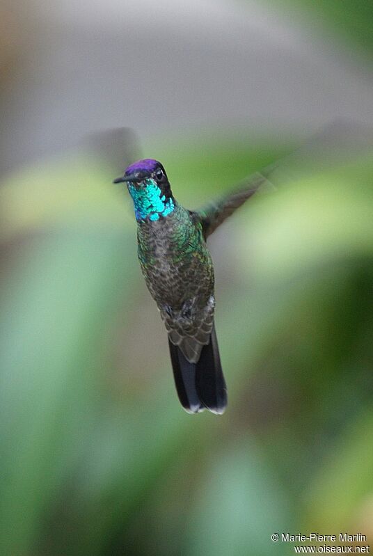 Rivoli's Hummingbird