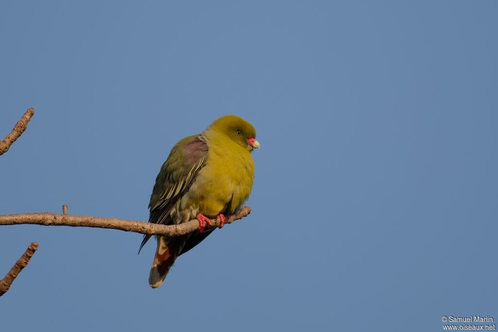 Colombar à front nuadulte