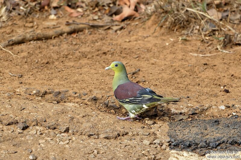 Sri Lanka Green Pigeonadult