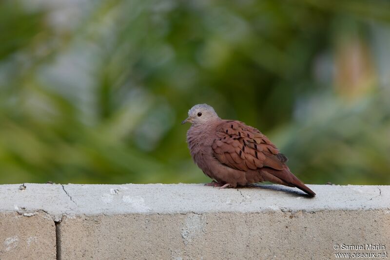 Ruddy Ground Doveadult