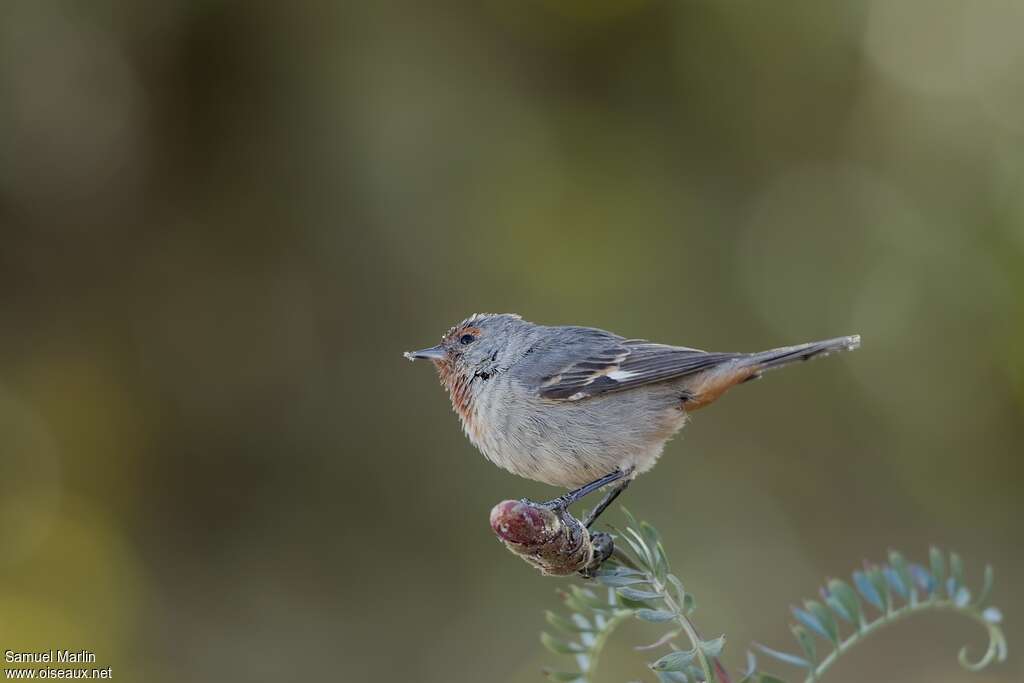 Tamarugo Conebill