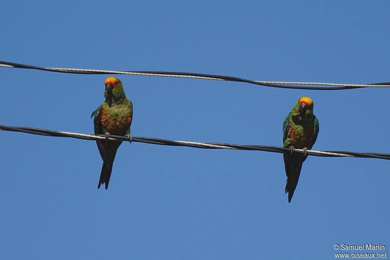 Conure à tête d'or